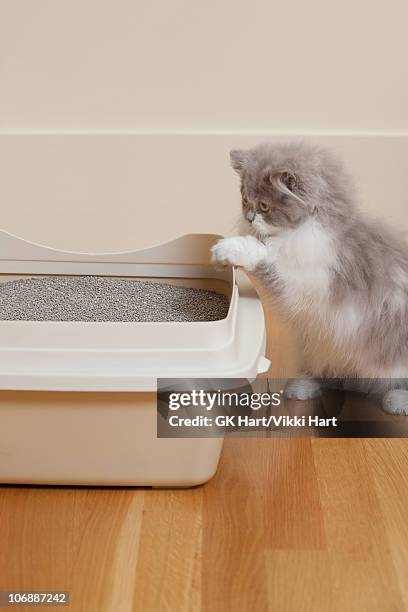 persian kitten looking at litter box - cat litter stock pictures, royalty-free photos & images