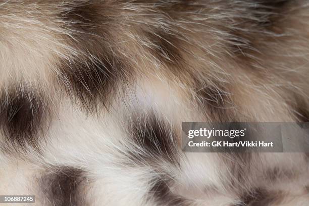 close-up of bengal cat fur - camouflaged cat ストックフォトと画像