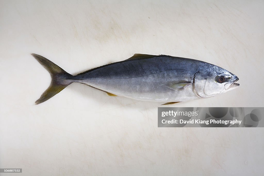 Small yellowfin tuna