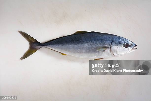 small yellowfin tuna - ahi tuna bildbanksfoton och bilder