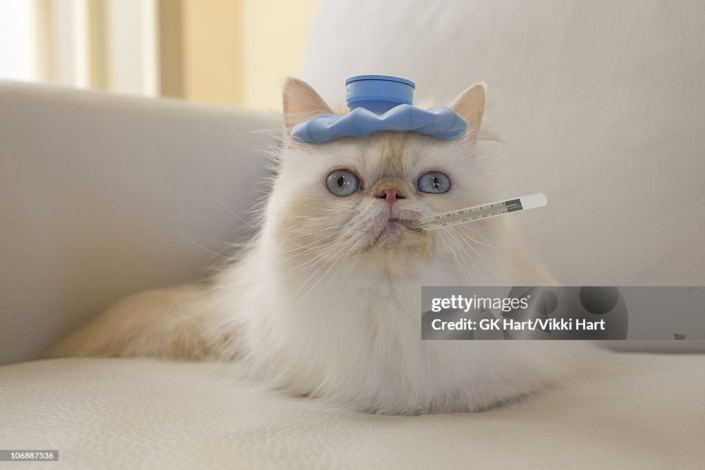 Persian Cat with Hot Water Bottle and Thermometer