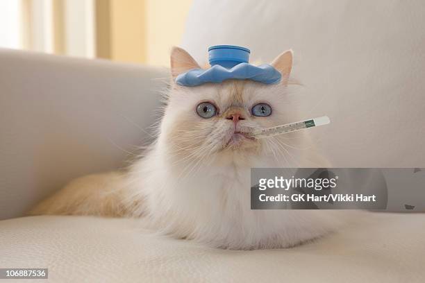 persian cat with hot water bottle and thermometer - illness stock pictures, royalty-free photos & images