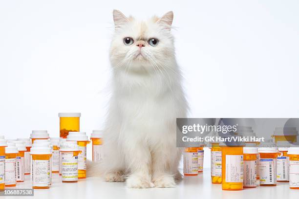 persian cat sitting with prescription bottles - purebred cat stock-fotos und bilder