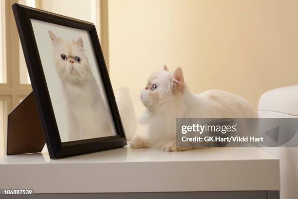 persian kitten looking at cat portrait - photograph on table stock-fotos und bilder