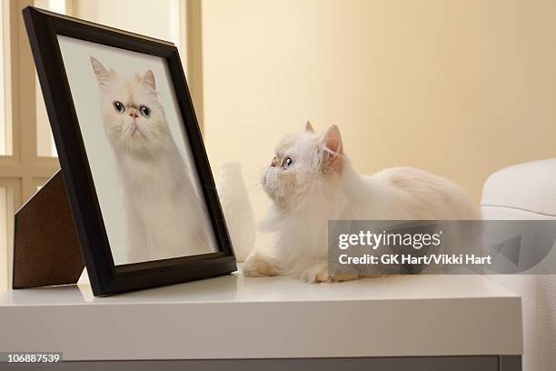 persian kitten looking at cat portrait - puss pics 個照片及圖片檔
