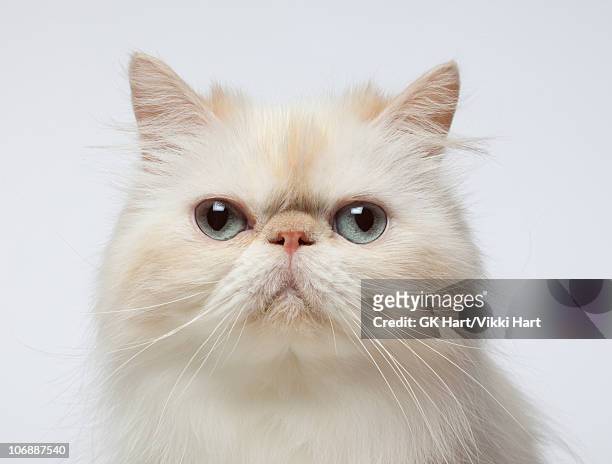 close-up portrait of persian cat - schnurrhaar stock-fotos und bilder