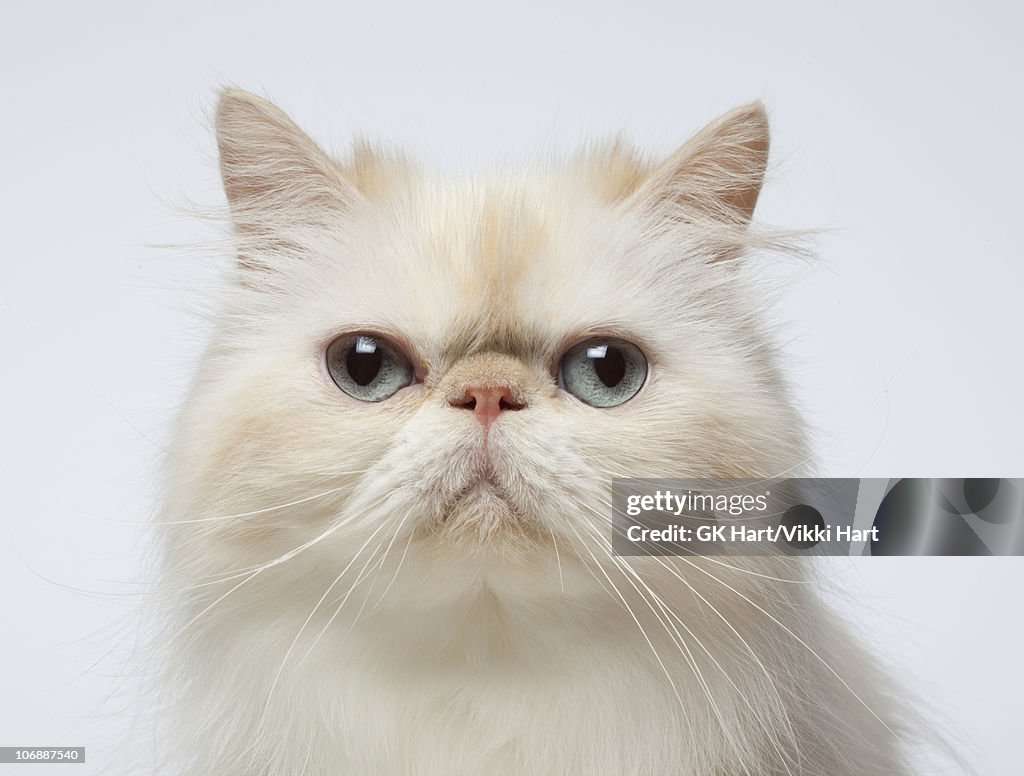 Close-up Portrait of Persian Cat