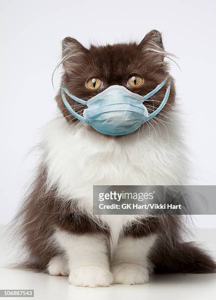 brown and white persian cat wearing germ mask  - funny surgical masks stock pictures, royalty-free photos & images