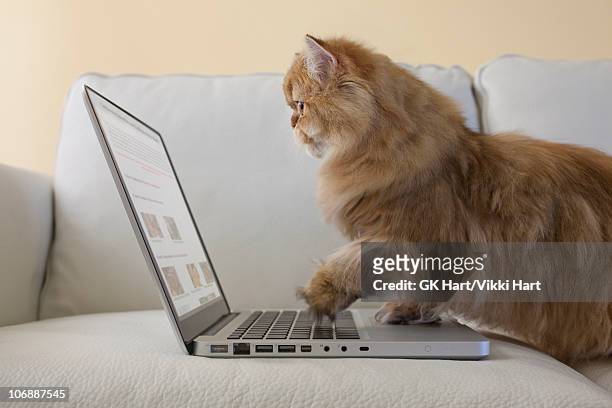persian cat using laptop computer - cat laptop stockfoto's en -beelden