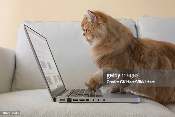 persian cat using laptop computer - cat laptop stock pictures, royalty-free photos & images