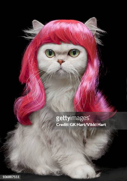 white persian cat wearing hot pink wig - chat rigolo photos et images de collection