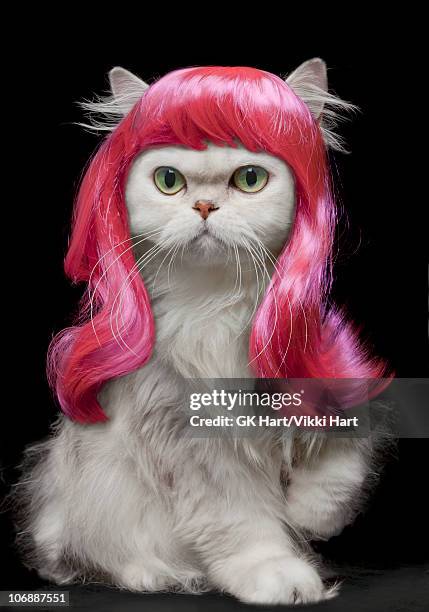 white persian cat wearing hot pink wig - ペット服 ストックフォトと画像