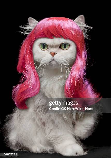 White Persian Cat wearing hot pink wig