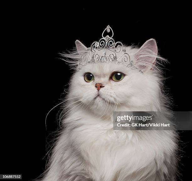 white persian cat wearing tiara - royalty foto e immagini stock