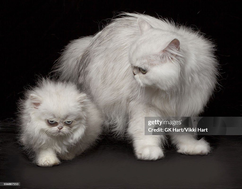 Mother Cat with Kitten on black background