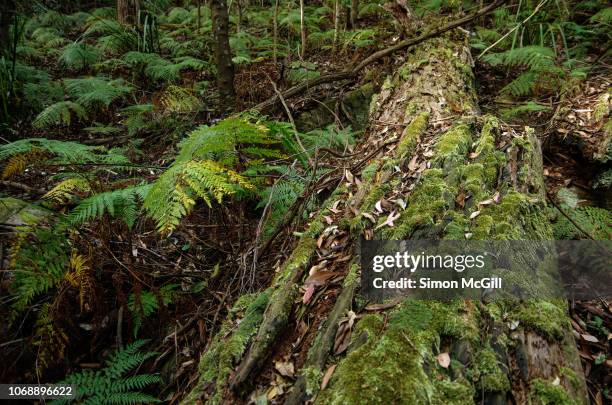 moss-covered tree log and ferns on the mount keira track, illawarra escarpment state conservation area, new south wales, australia - wollongong stock pictures, royalty-free photos & images