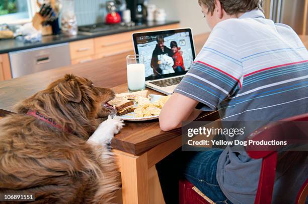 dog stealing sandwich from table - dog stealing food stock-fotos und bilder