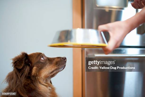 pet dog waiting to be fed - dog bowl photos et images de collection