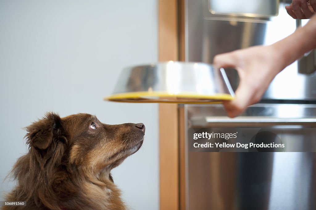 Pet Dog waiting to be fed