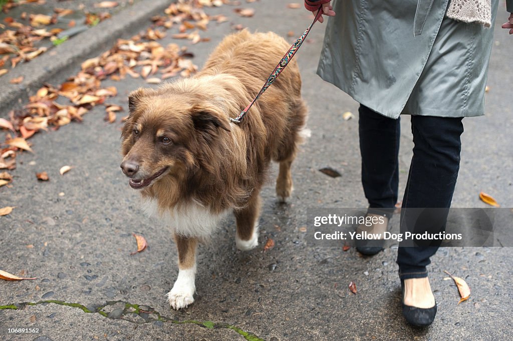 Woman taking her dog for a walk on a fall day