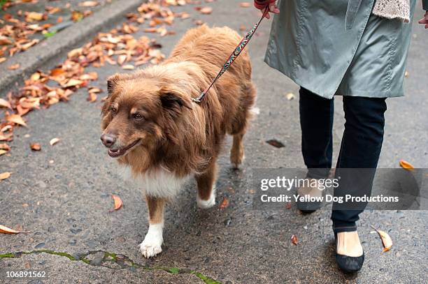woman taking her dog for a walk on a fall day - correa para mascota fotografías e imágenes de stock