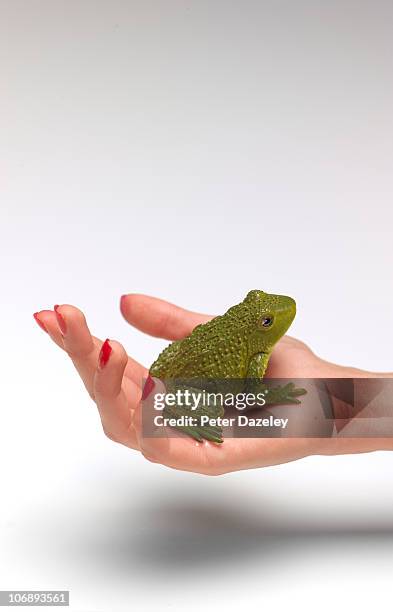 frog in palm of hand - woman frog hand stock-fotos und bilder