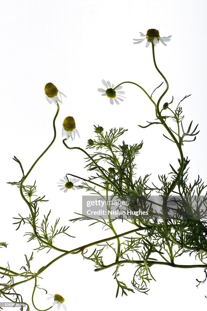 Chamomile flowers