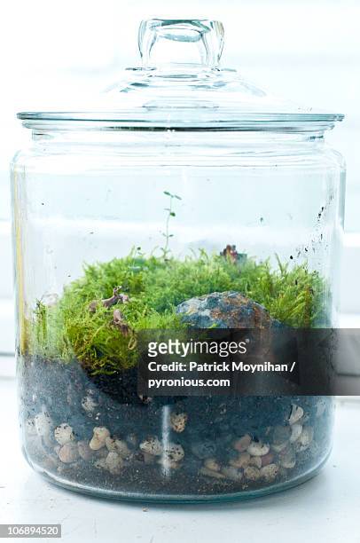 moss garden terrarium centerpiece - terrarium stock pictures, royalty-free photos & images