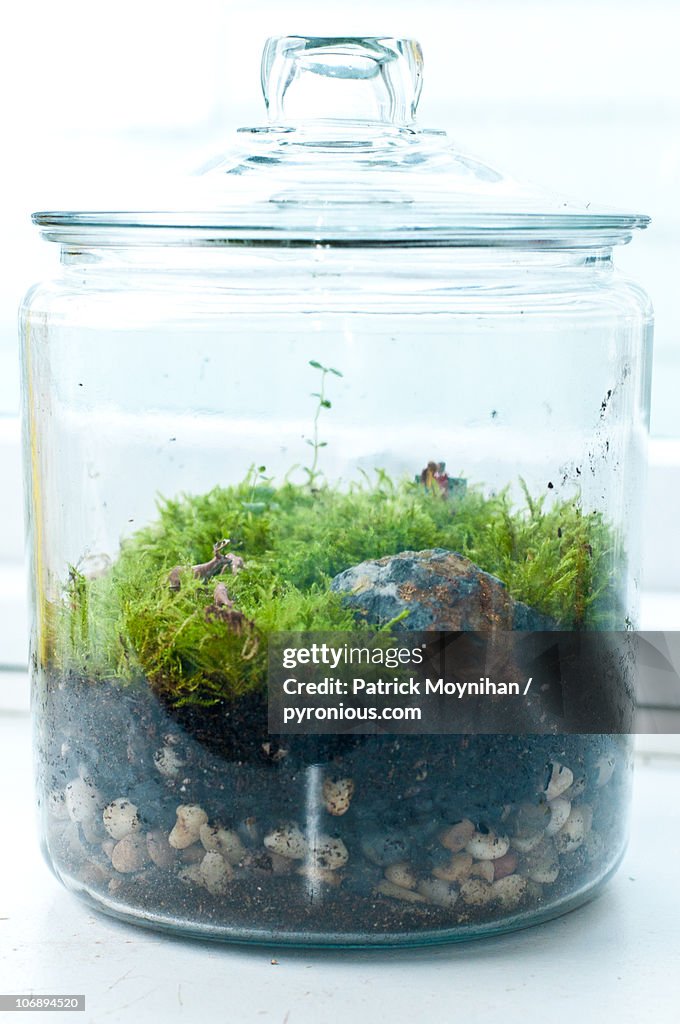 Moss Garden Terrarium Centerpiece