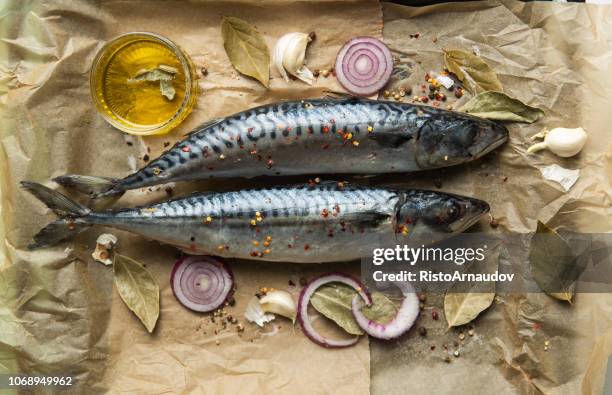 raw mackerel - scombridae imagens e fotografias de stock