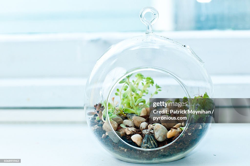 Miniature rock garden terrarium