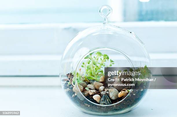 miniature rock garden terrarium - terrarium imagens e fotografias de stock