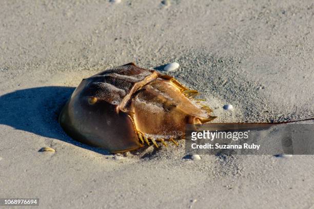 horseshoe crab - granchio reale foto e immagini stock
