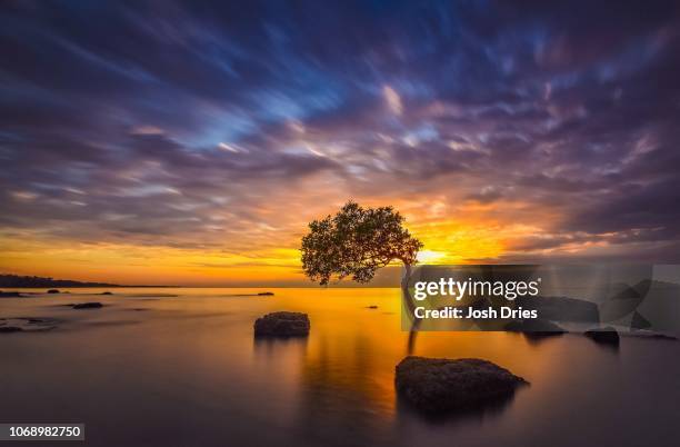 one tree ocean - brisbane beach stock pictures, royalty-free photos & images