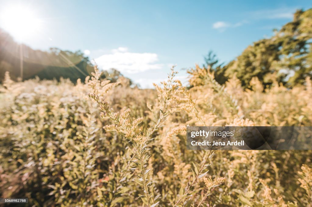 Ragweed, Allergy, Allergen, Allergy Season, Ragweed Allergy, Sunshine, Warmth, Nature, Outdoors, Landscape, Landscape No People