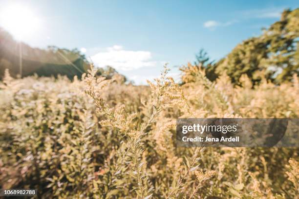 ragweed, allergy, allergen, allergy season, ragweed allergy, sunshine, warmth, nature, outdoors, landscape, landscape no people - ambrosia 個照片及圖片檔