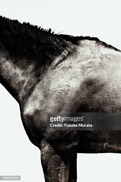horse - horse studio stock-fotos und bilder