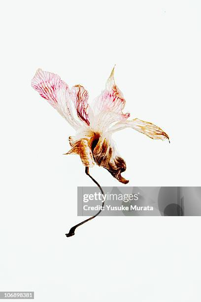 dried flower - wilted stock pictures, royalty-free photos & images