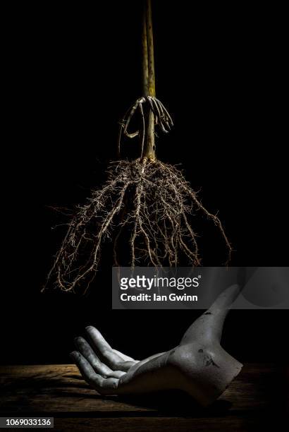 hand and roots - ian gwinn stock pictures, royalty-free photos & images