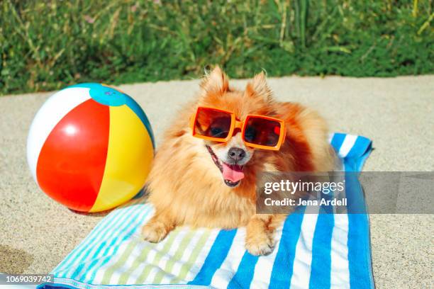 dog wearing sunglasses, pomeranian, dog on vacation, happy dog, funny dog, dog summer - dog days of summer foto e immagini stock