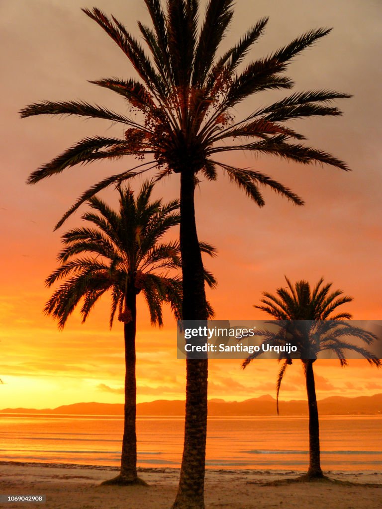 Palm trees and beach at sunrise