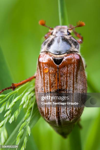 cockchafer (melolontha melolontha) - june beetle stock pictures, royalty-free photos & images