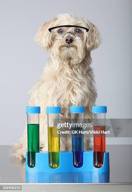 maltese poodle dog with chemistry set - crazy scientist stock pictures, royalty-free photos & images