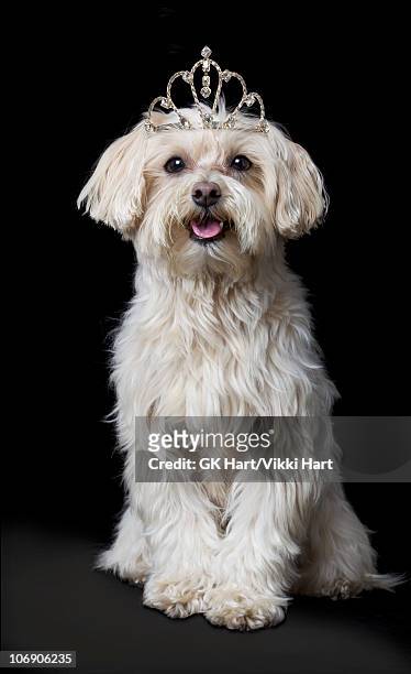 maltese poodle dog wearing tiara - beauty contest photos et images de collection