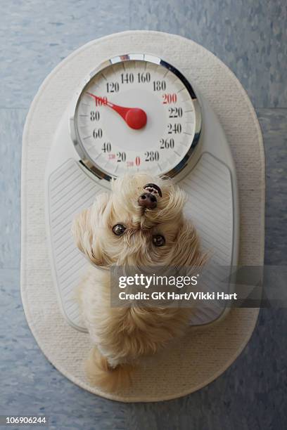 https://media.gettyimages.com/id/106906244/photo/maltese-poodle-dog-looking-up-from-scale.jpg?s=612x612&w=gi&k=20&c=4Jh0zD20S7tQ228FC-gYdAybfEjzMmeChRpfYHMT_PA=