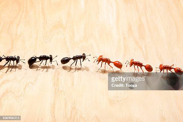 black and red ants meeting at center - animals fighting stock pictures, royalty-free photos & images