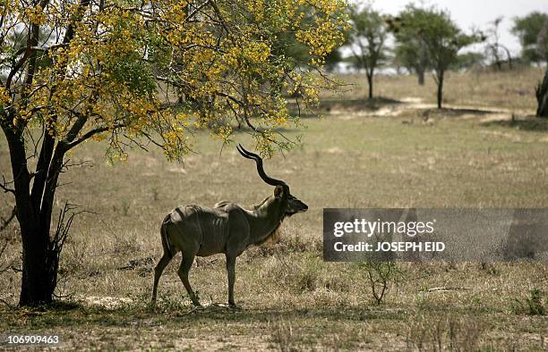 Male Greater Kudu, a species of woodland antelope, stands alert in Selous Game Reserve southern Tanzania, 02 September 2007. The Selous Game Reserve...