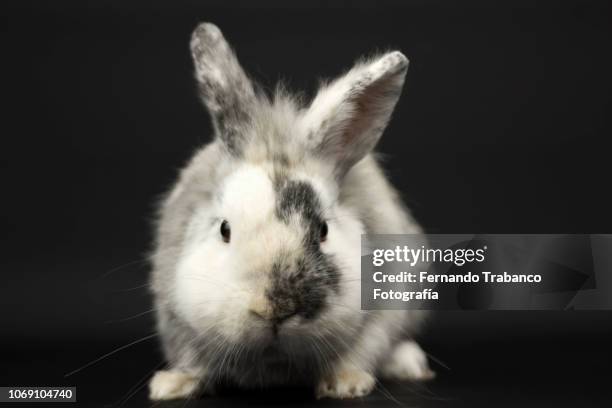 Fat Rabbit Background 318 Fat Bunny Stock Photos, High-Res Pictures, and Images - Getty Images