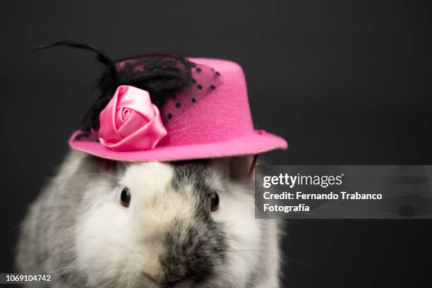 Rabbit With A Pink Hat, Stockfoto