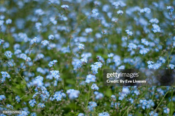 brunnera macrophylla 'jack frost' flowers - vergissmeinnicht stock-fotos und bilder